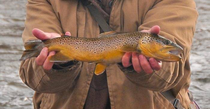 coloradoriverparshallbrown1