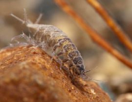 fly fishing entomology course