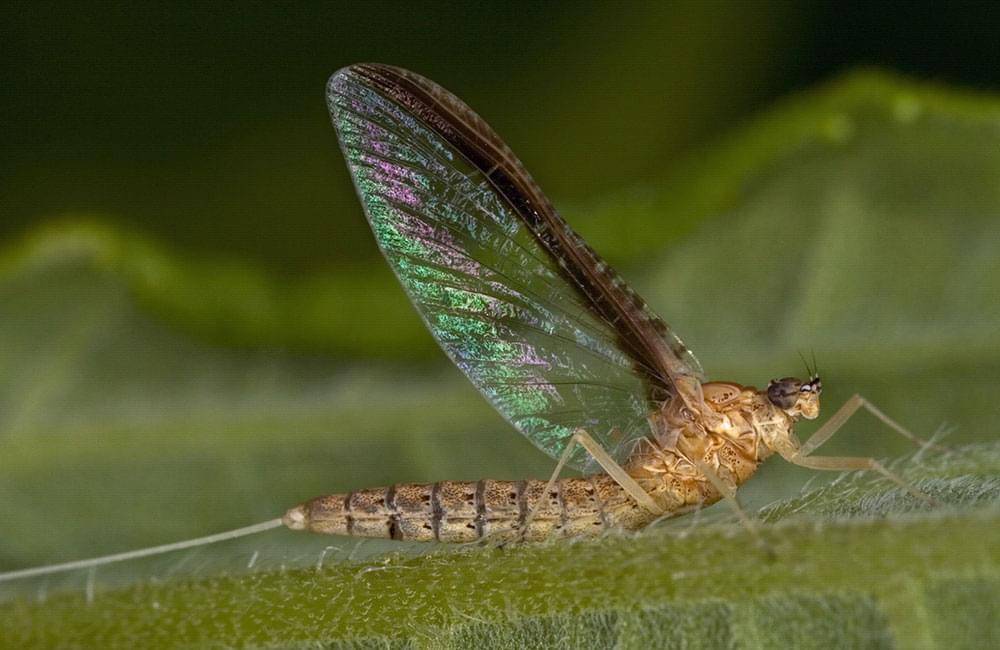 Mayfly-Dry-Callibaetis-web
