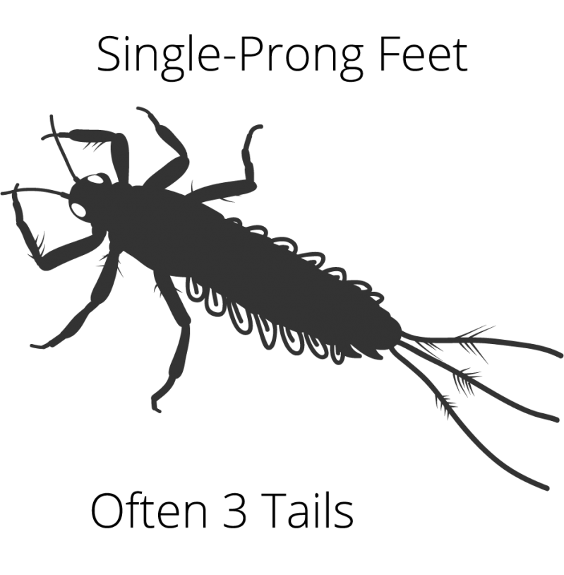 Basic Entomology For Fly Fishing | The Catch and The Hatch