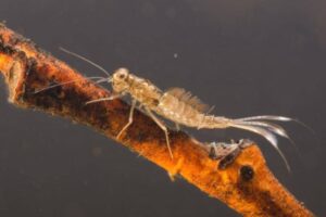 Minnow_mayfly_nymph_Baetidae-960x636