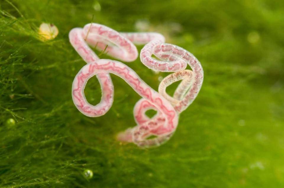 Sludge_worm_Tubificidae-960x637