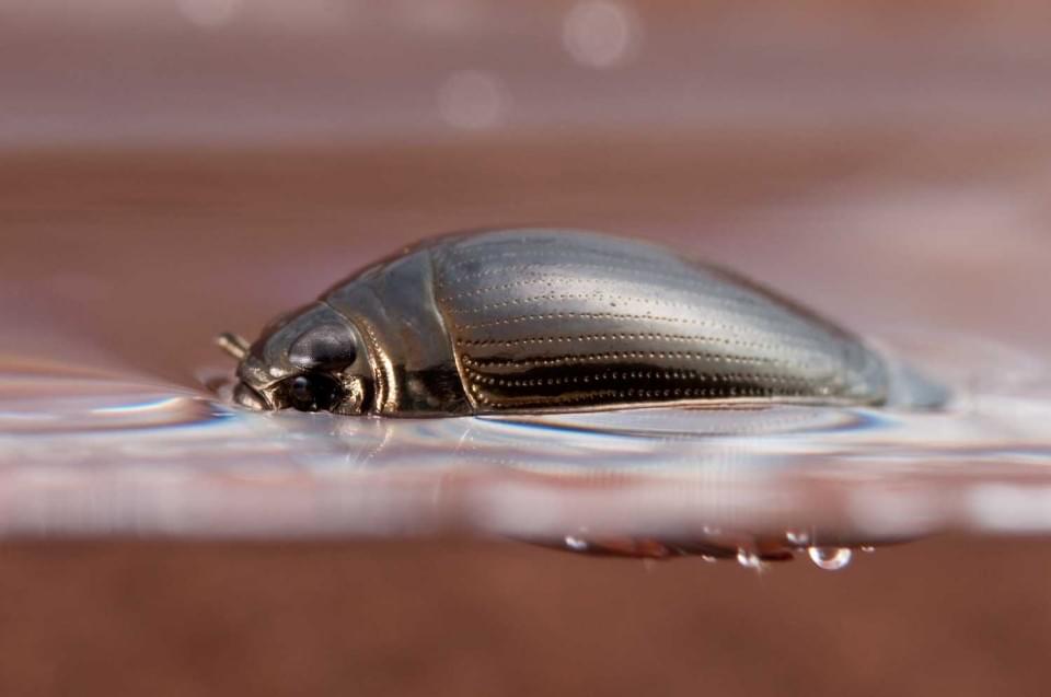 Whirligig_beetle_Gyrinidae-960x637