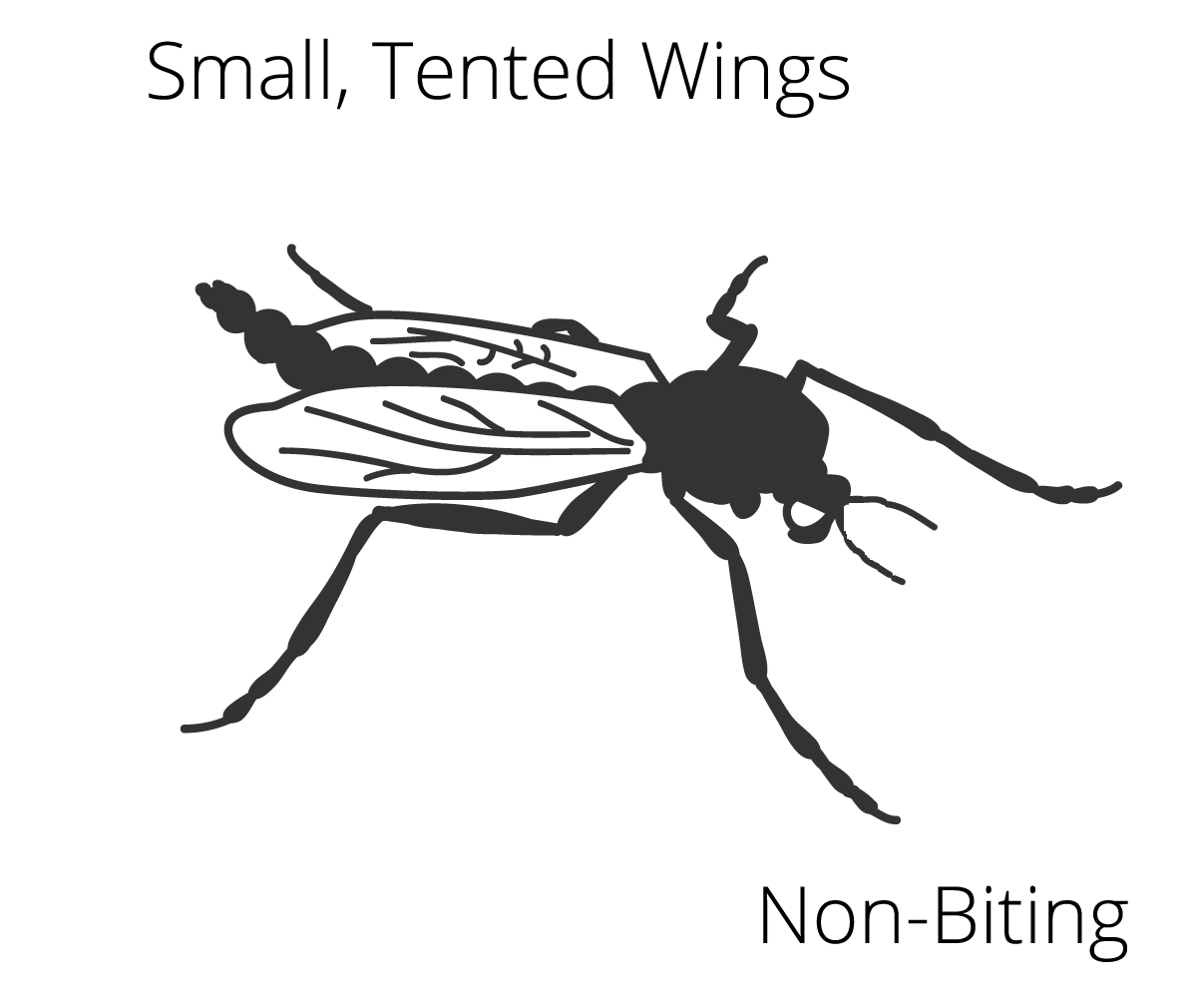 midge-dry-identification-diagram midge-dry-identification-diagram