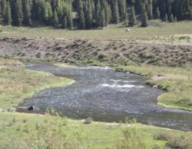 conejos river tailwater section