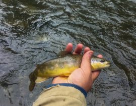 Brown Trout from Crystal River Upper Section