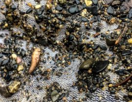 Stoneflies from the Crystal River Upper Section