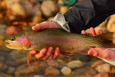 Rainbow-Trout-Poudre-Town-12