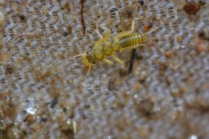 Yellow-Sally-Nymph-08