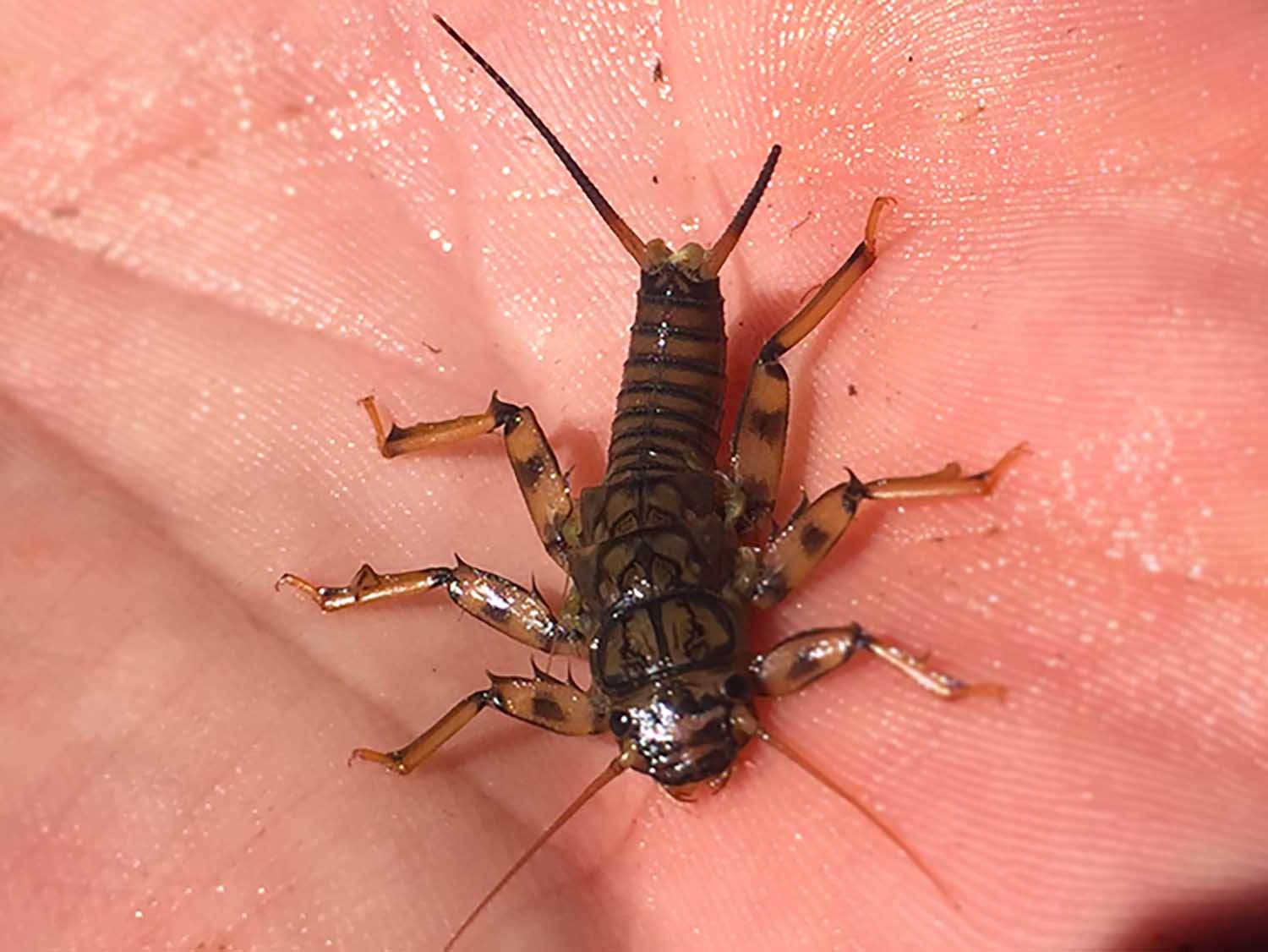 stonefly-close-up