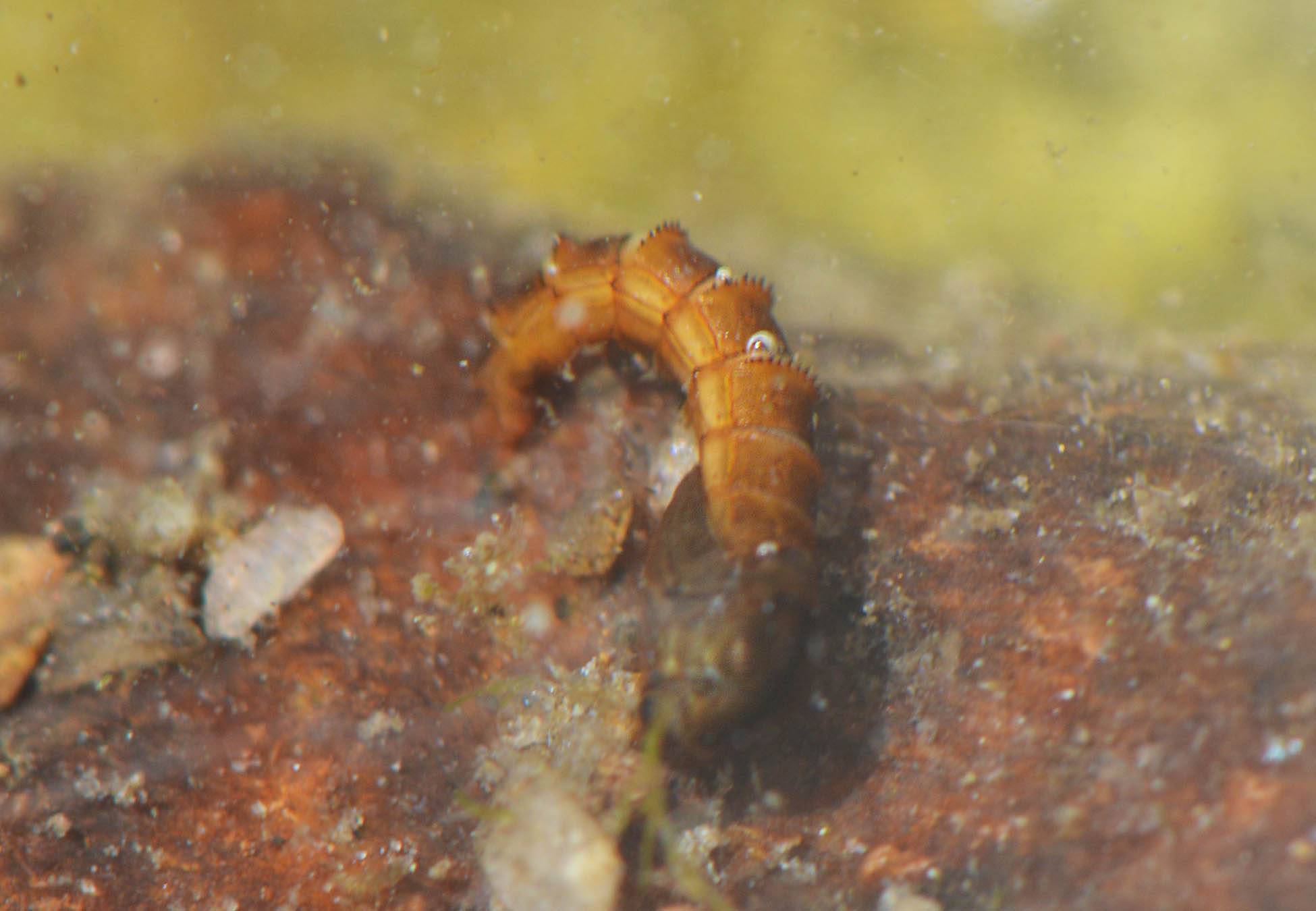 midge-nymph-biot-comparison midge-nymph-biot-comparison