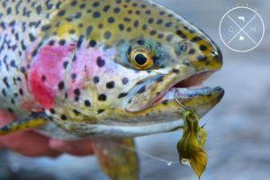 Streamer Fishing Tips