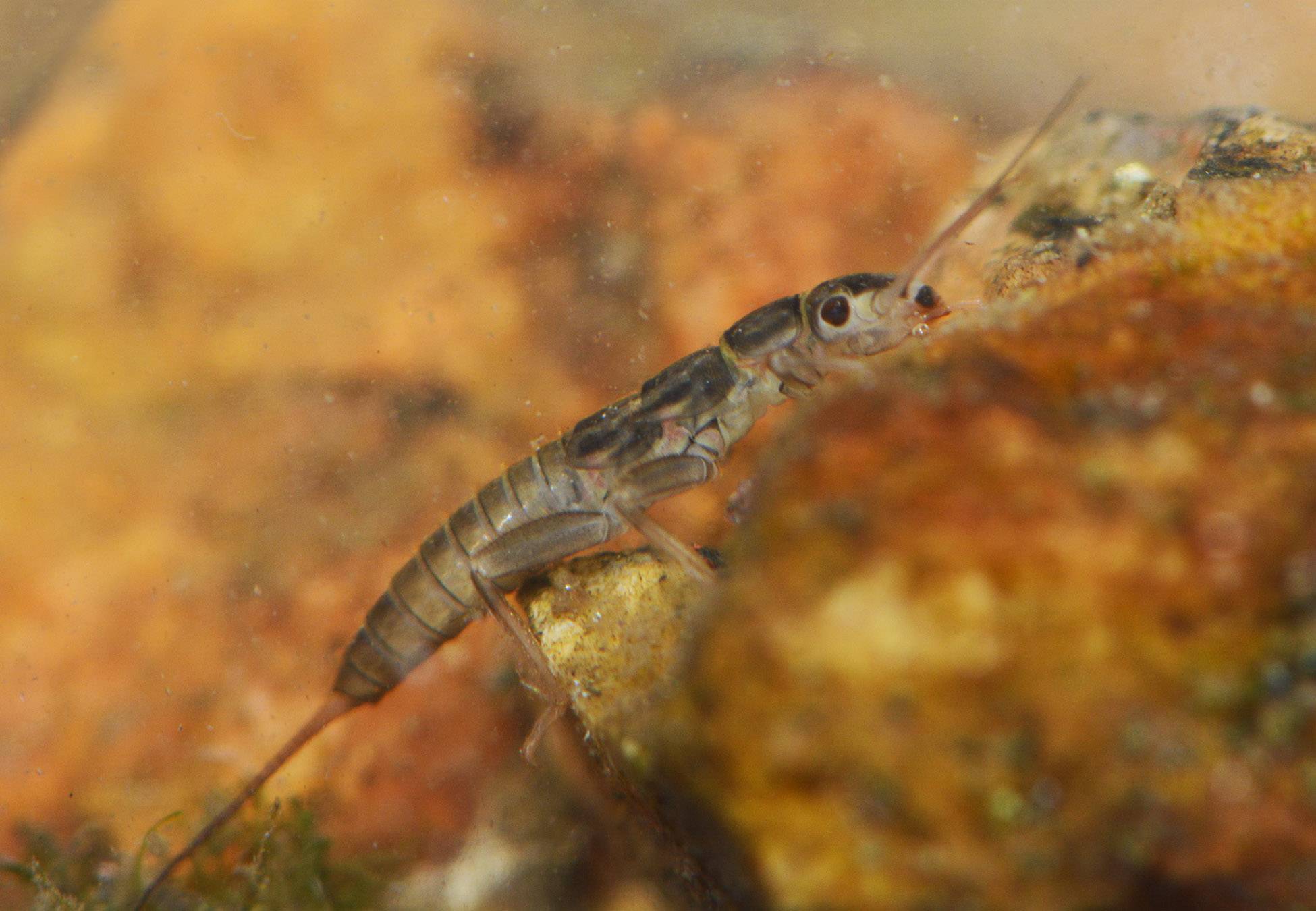 stonefly-nymph-allen