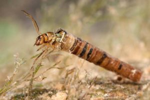 4 Reasons to Know Your Bugs