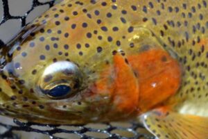 Essential Fly Selection Tips