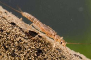 3 Steps to Fly Selection Mastery