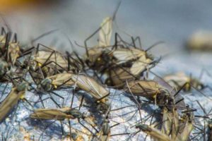 Midge Patterns That Work