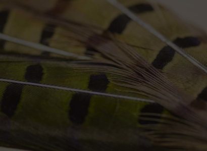 Fly Explorer | 50% Off
