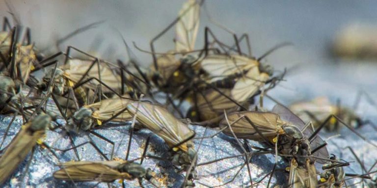 Midge-Assortment-Image-Only