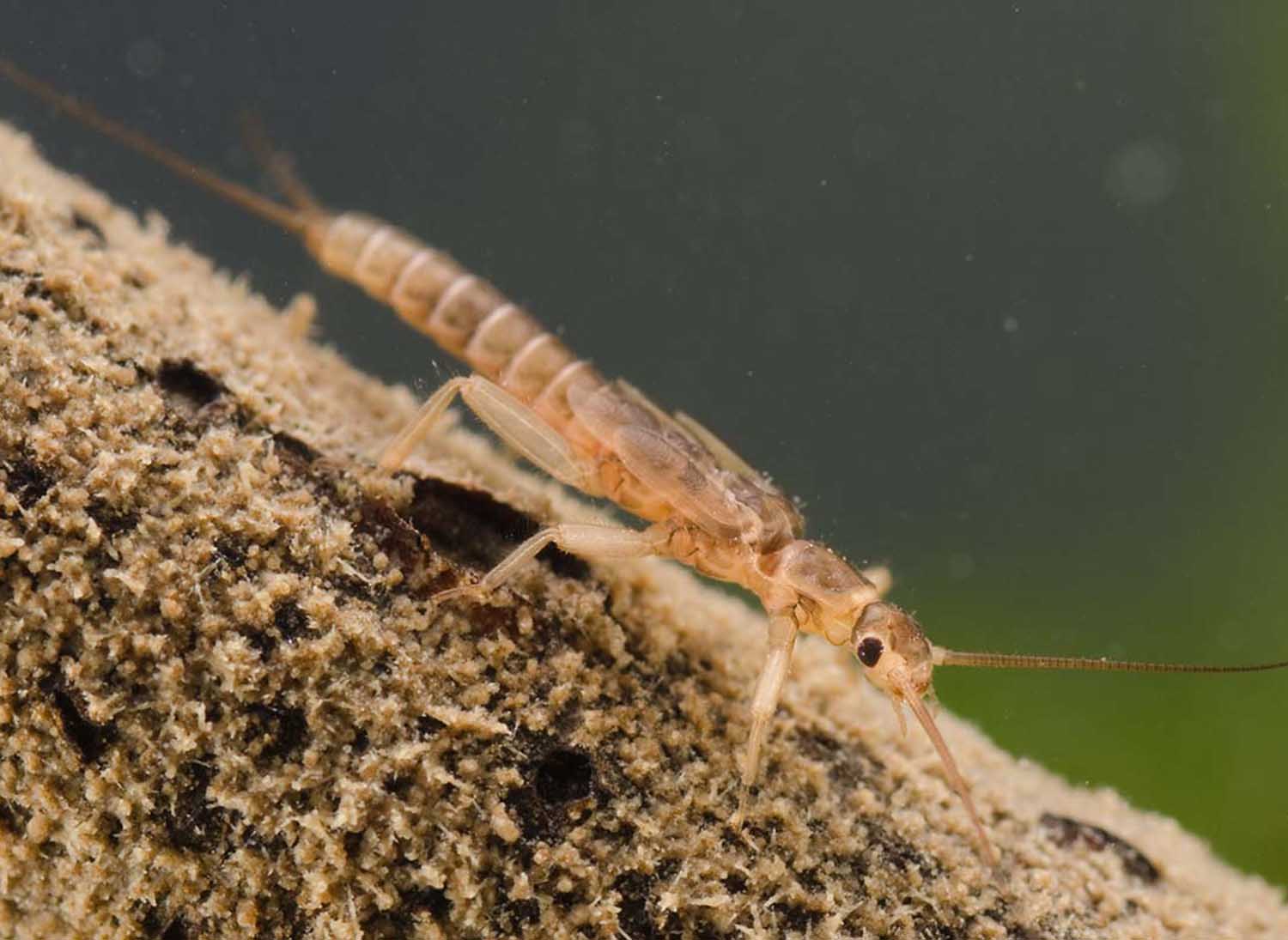 Stonefly nymph (Plecoptera)