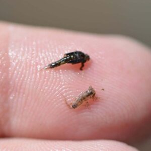mayfly-emerger-0