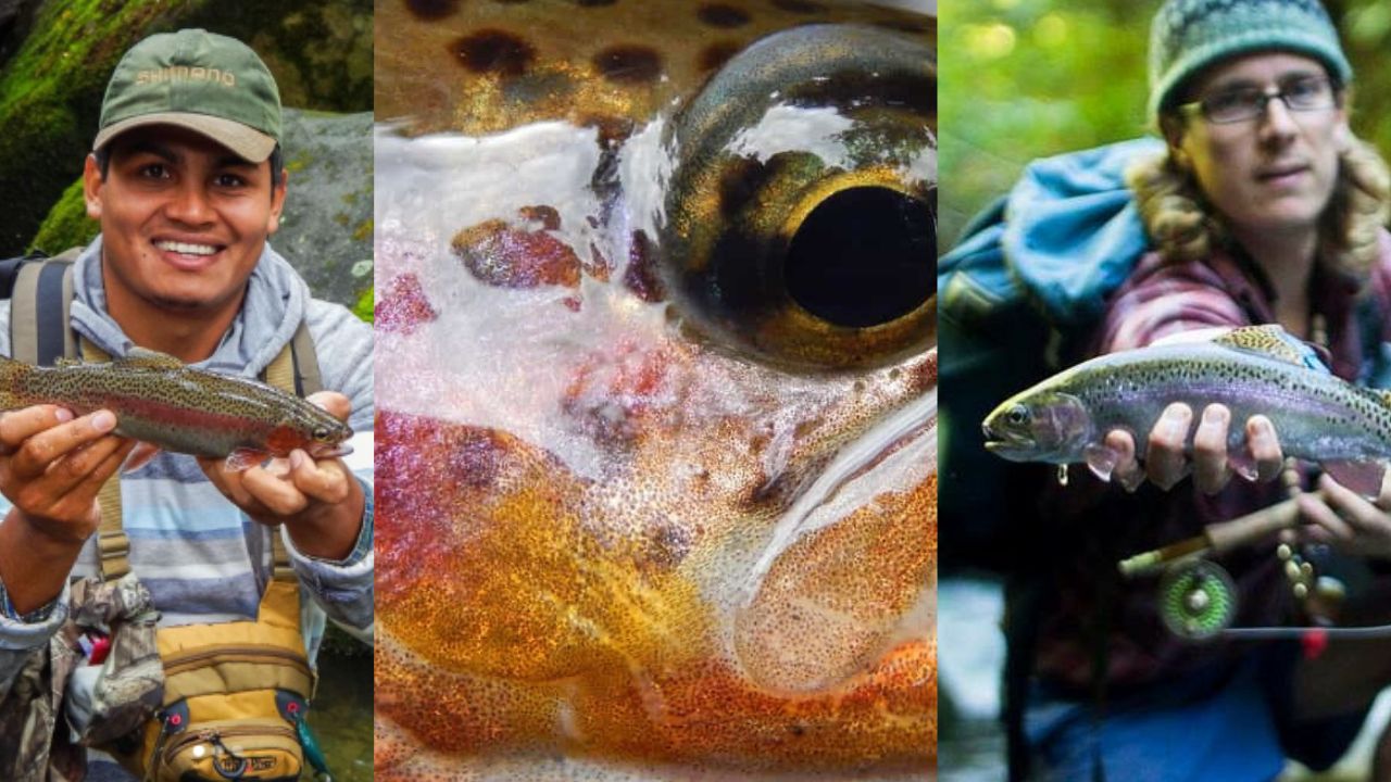 fly-fishing-trout-costa-rica