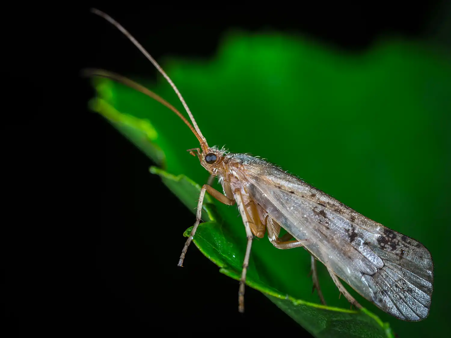 caddisfly-dry-adult-1 caddisfly-dry-adult-1