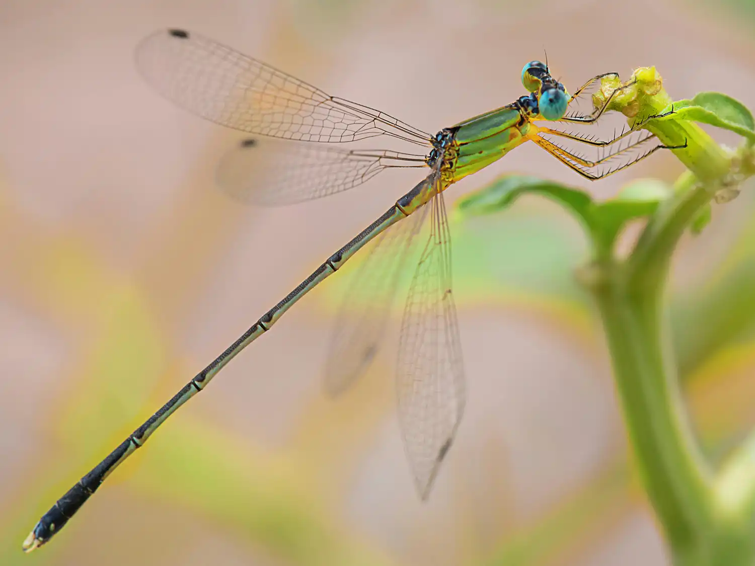 damselfly-dry-adult-2 damselfly-dry-adult-2
