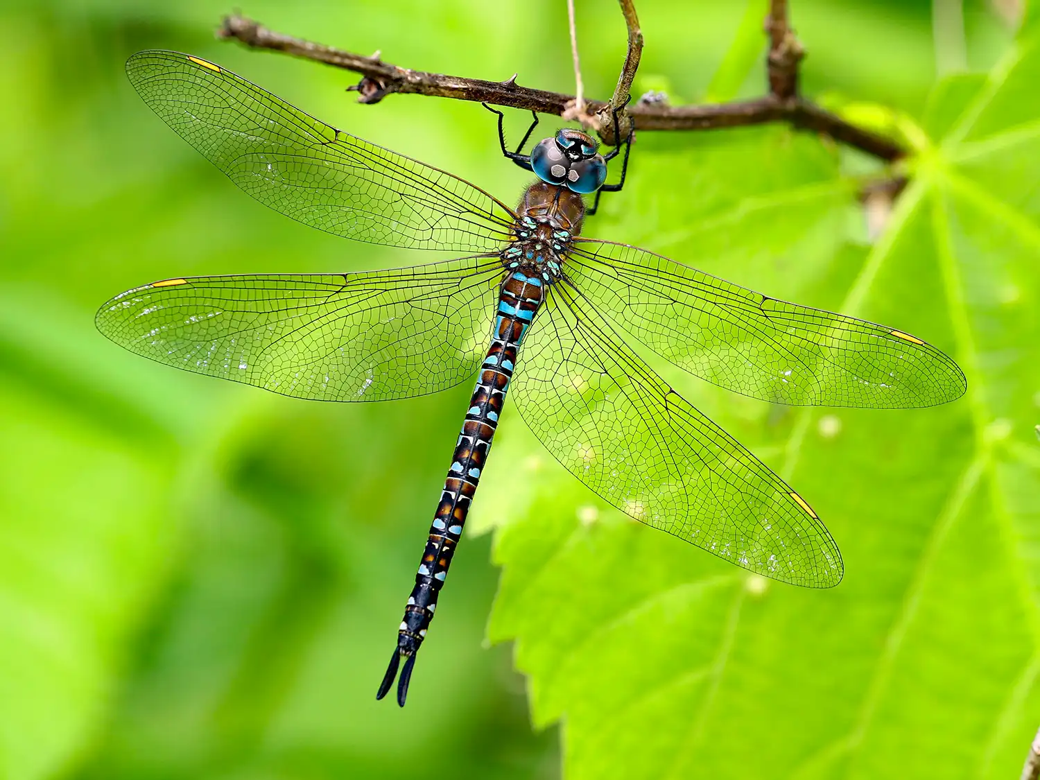 dragonfly-dry-adult dragonfly-dry-adult