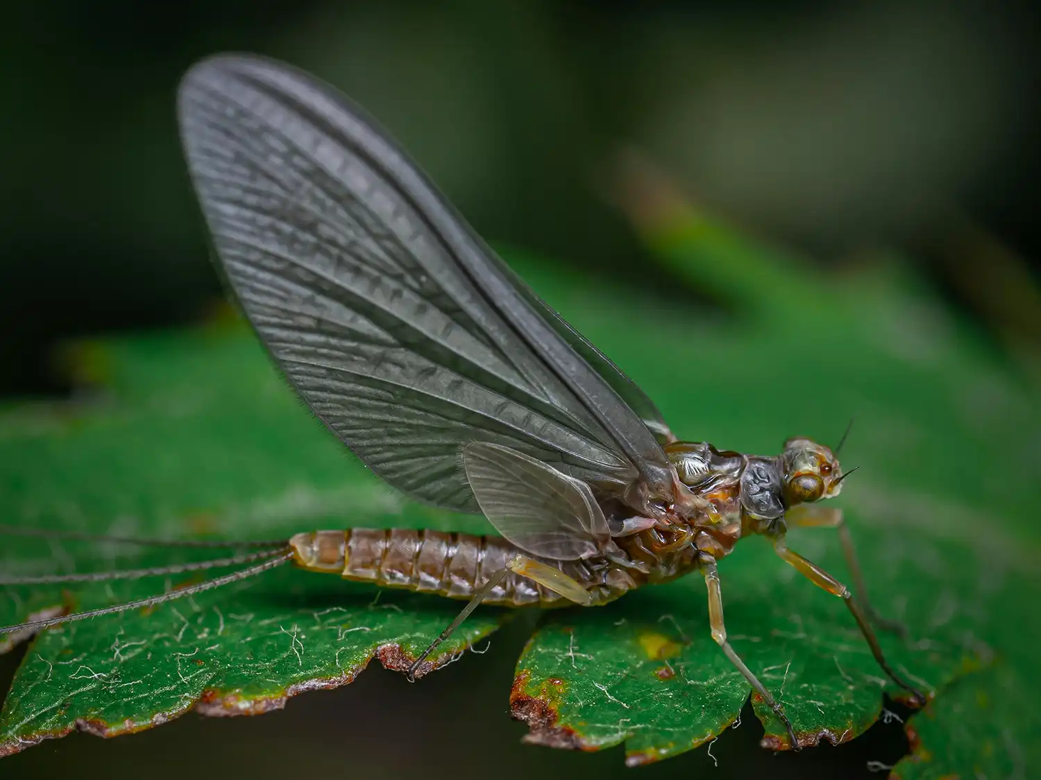 mayfly-dry-adult-3 mayfly-dry-adult-3