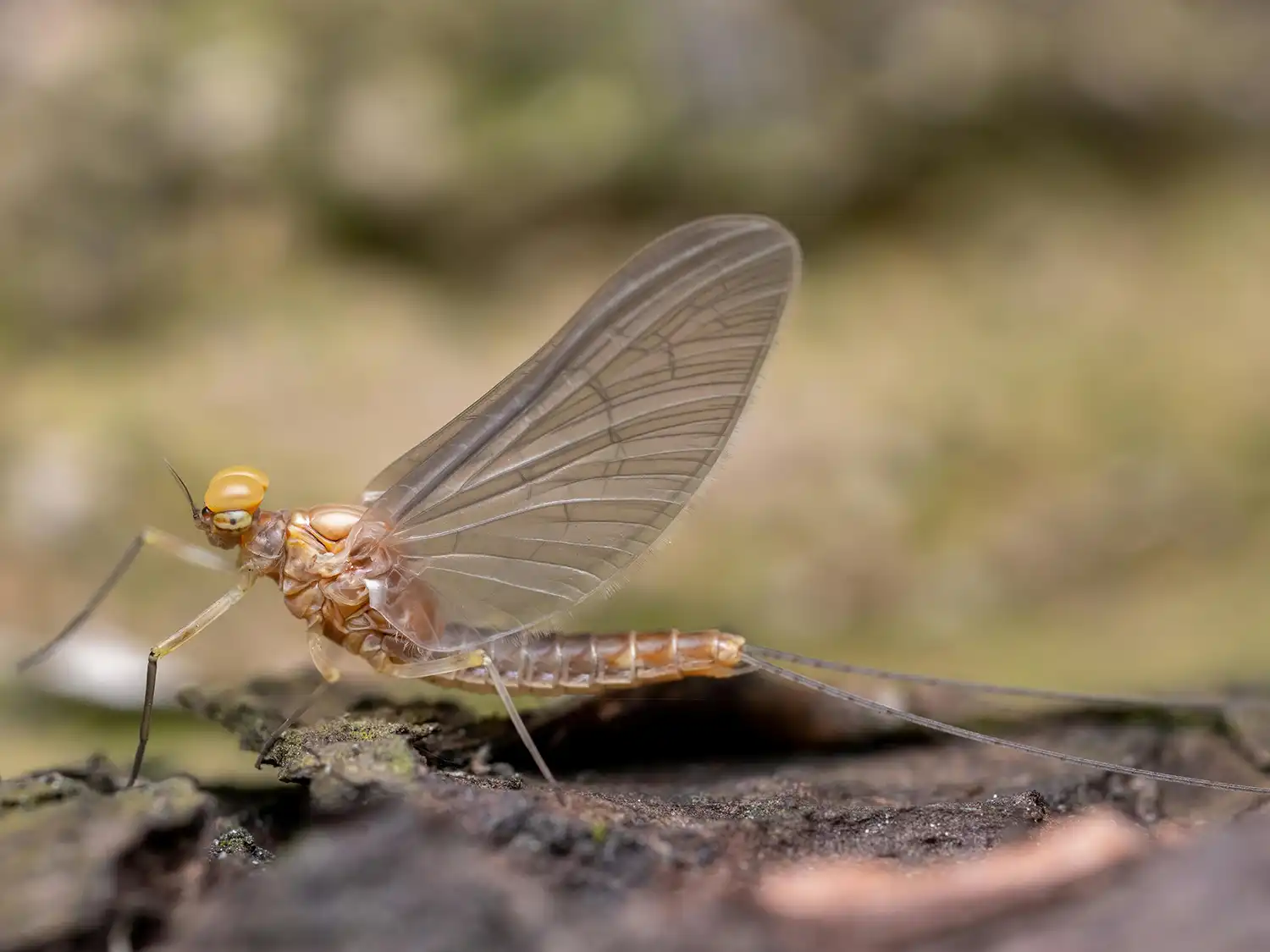 mayfly-dry-adult-4 mayfly-dry-adult-4