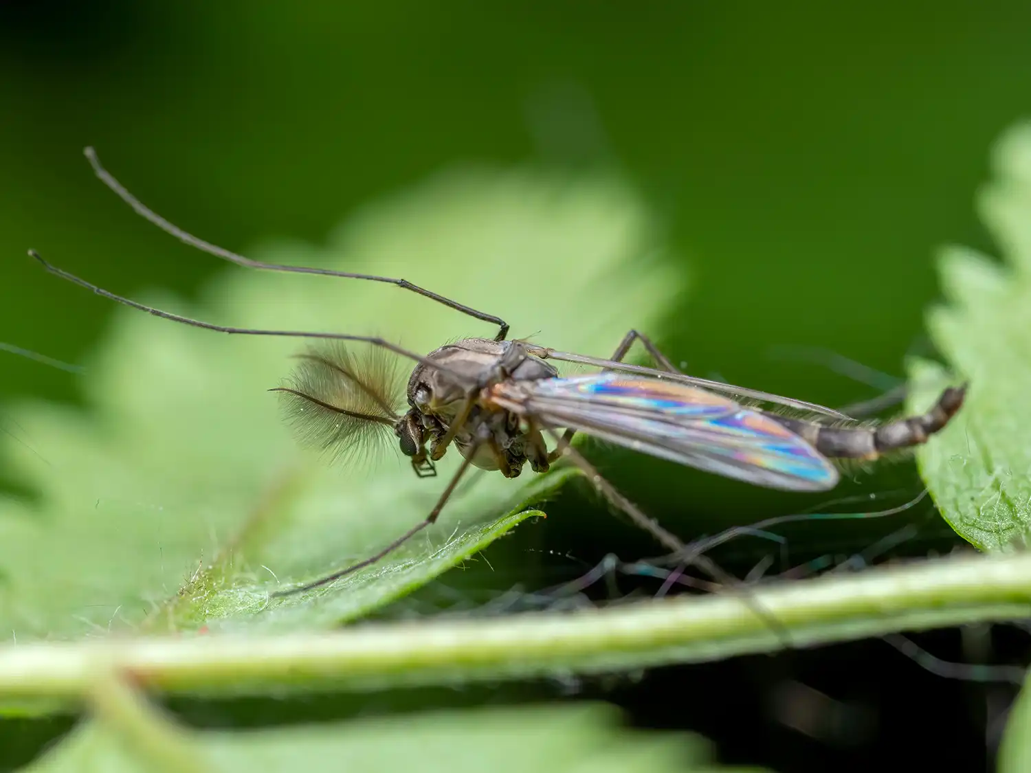 midge-dry-adult-1 midge-dry-adult-1