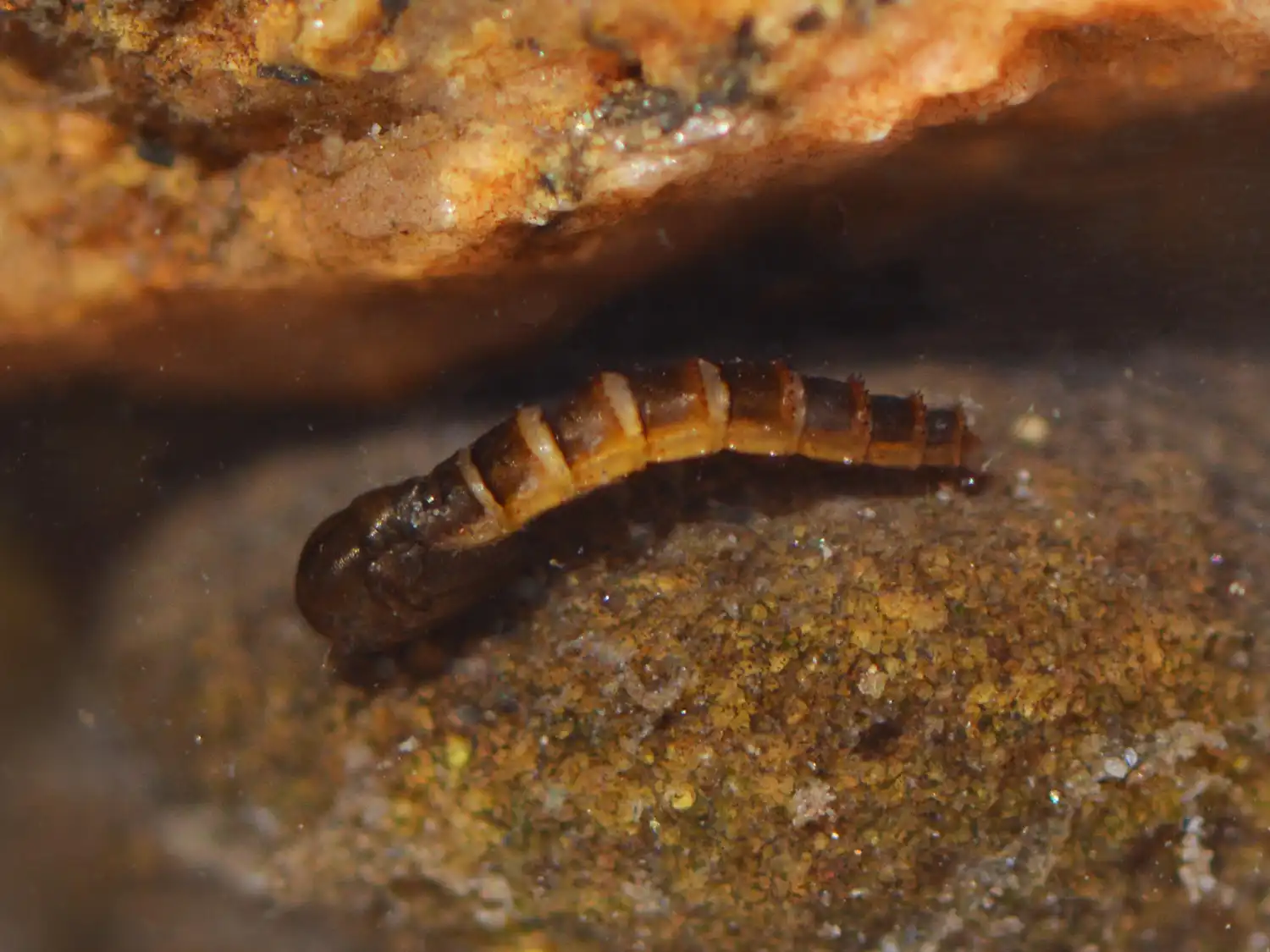 midge-pupa midge-pupa