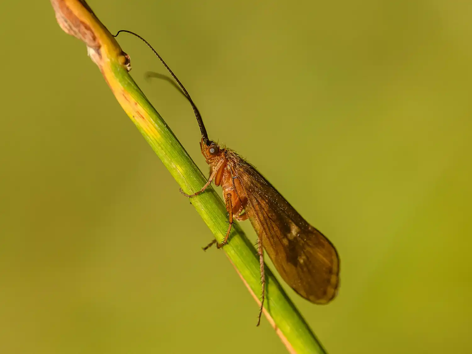 caddisfly-dry-adult-2