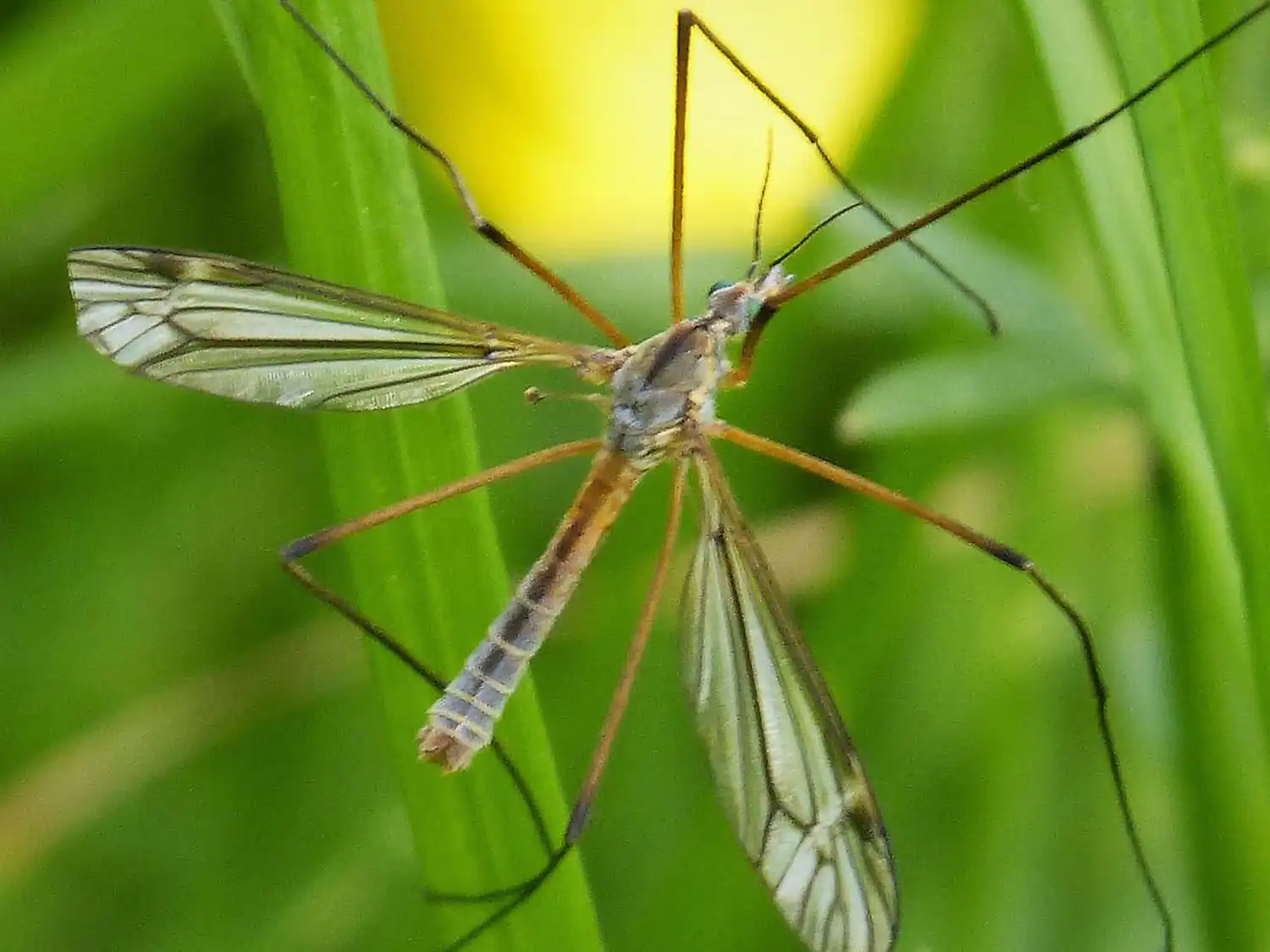 cranefly-dry-actual-02