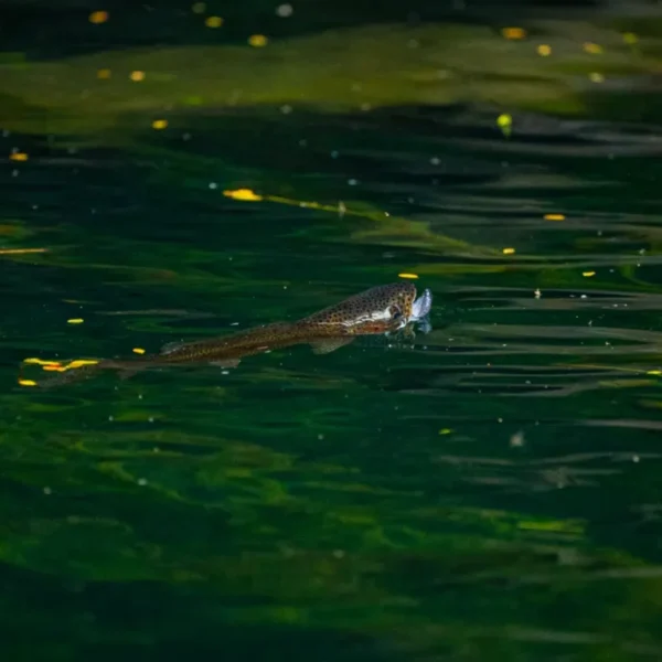 Dry Fly Fishing Course