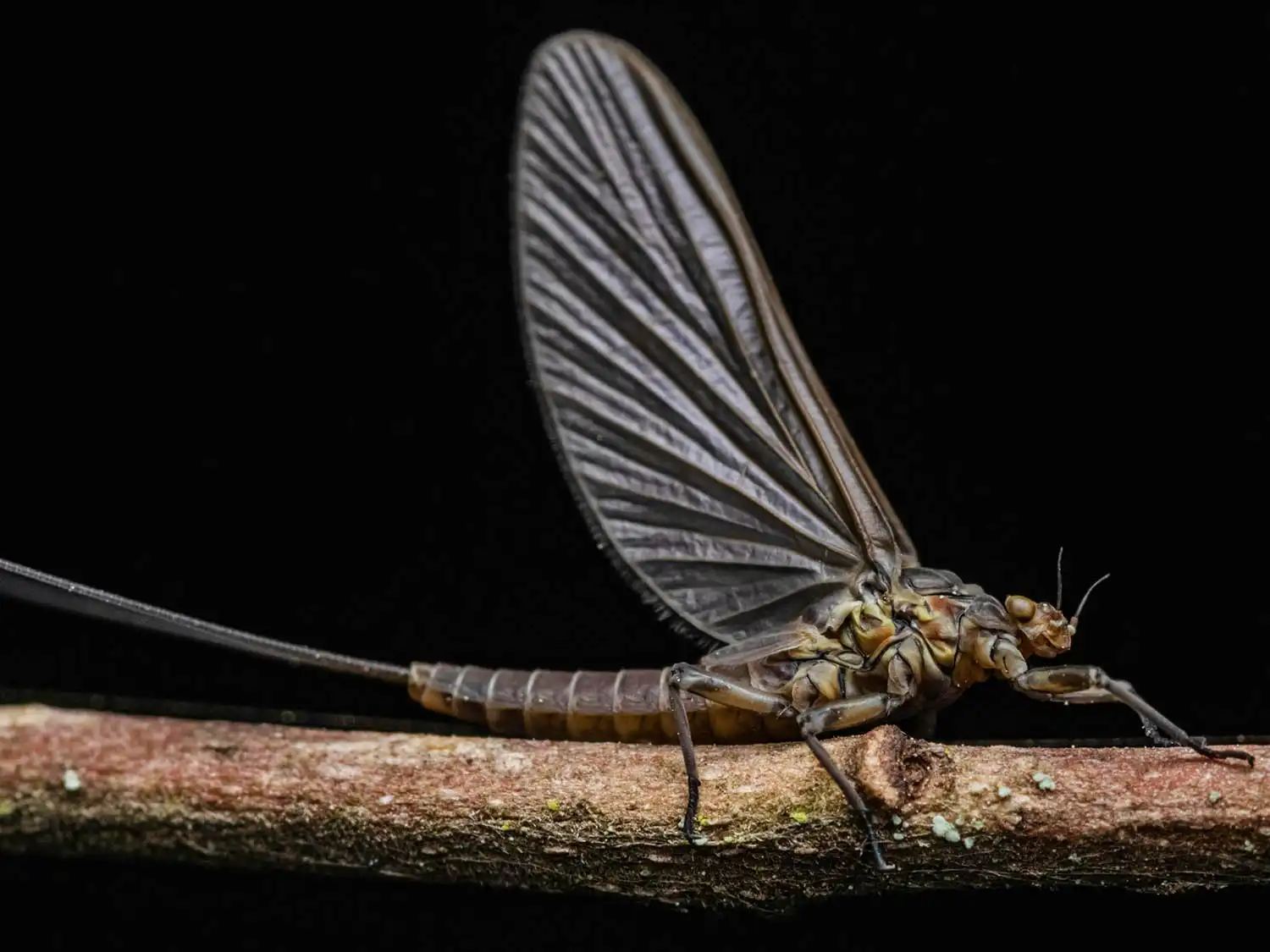 isonychia-mayfly-dun-insect