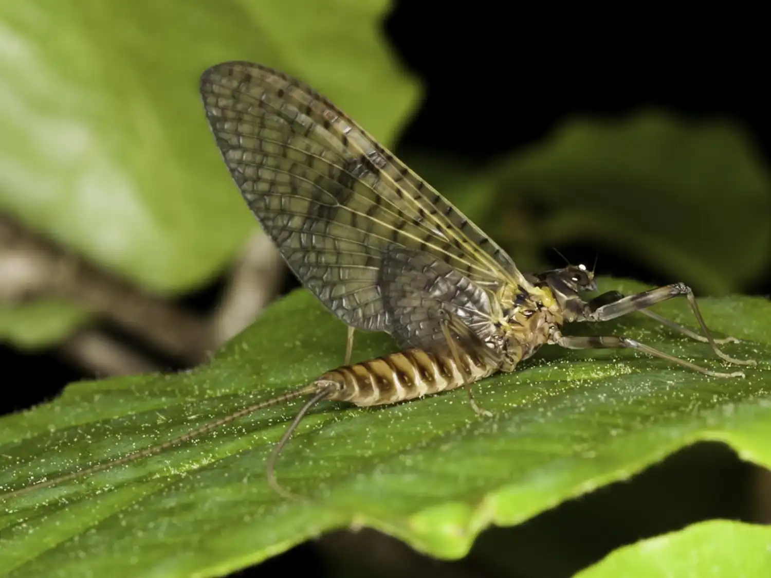 mayfly-dry-march-brown-macro-01