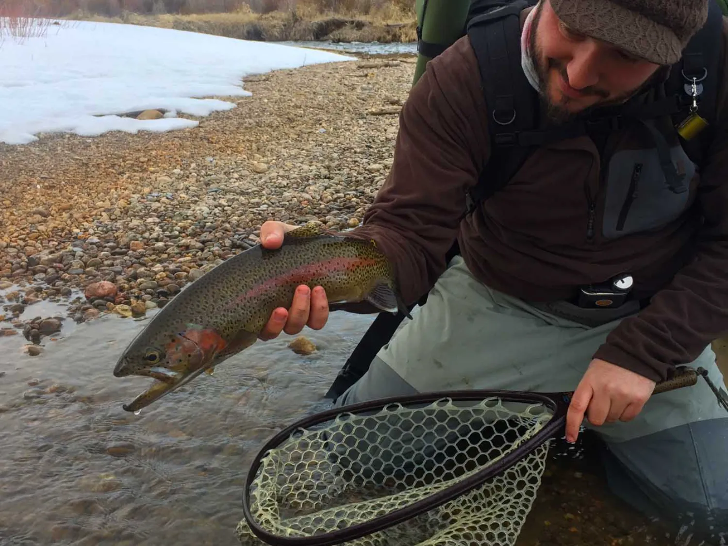 rainbow-trout-angler