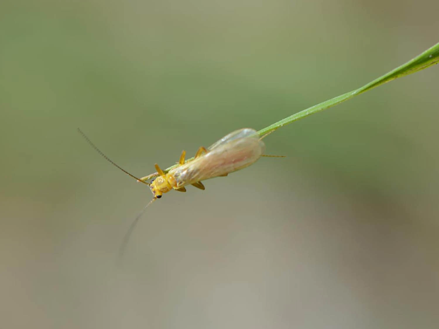 stonefly-dry-macro-04