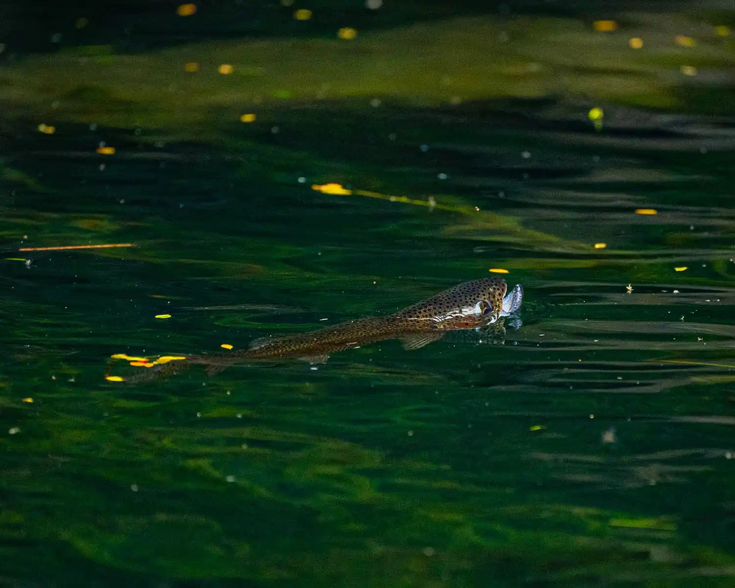 Dry Fly Fishing Course