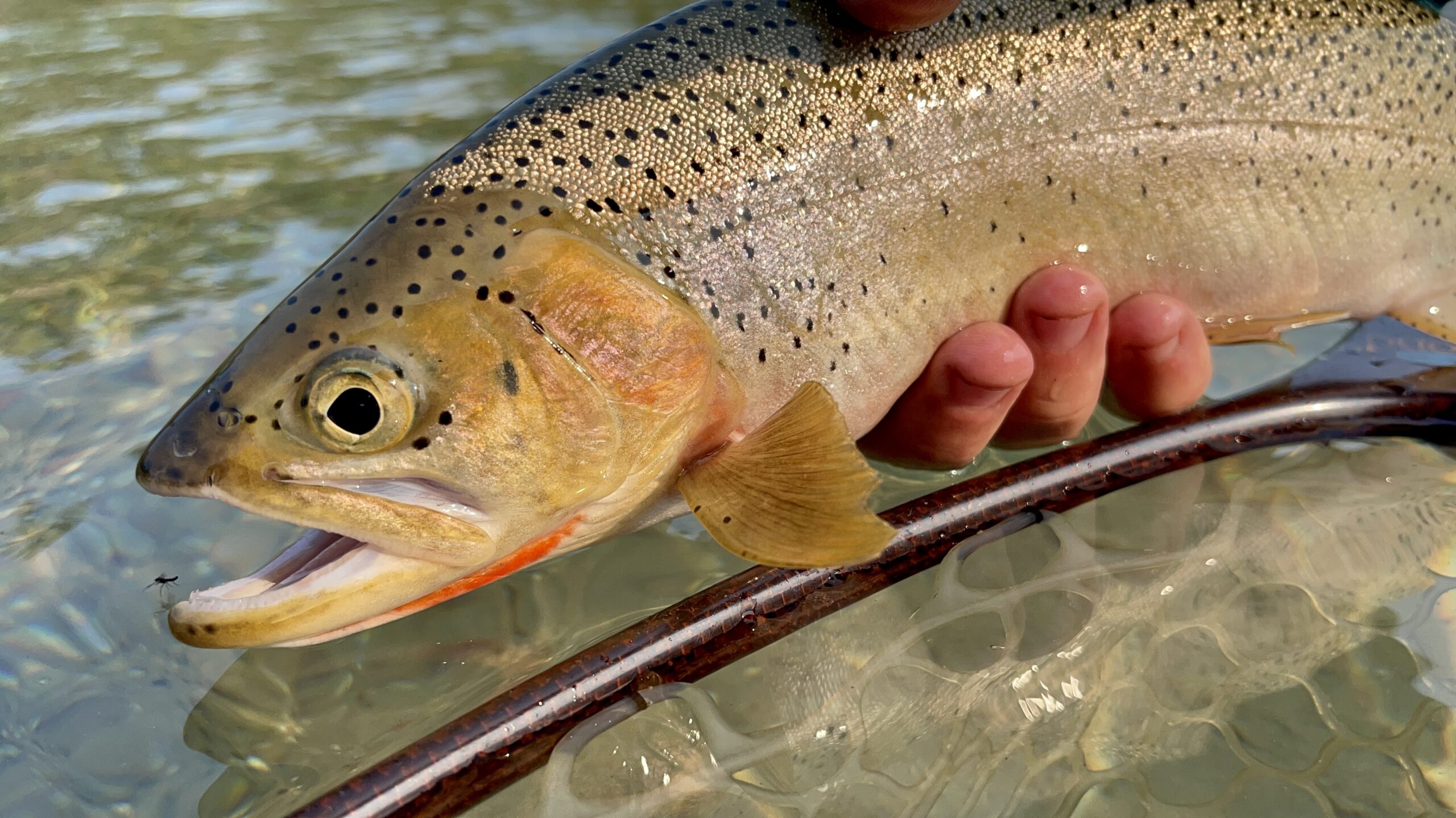 How Deep Should You Set Your Indicator? river view