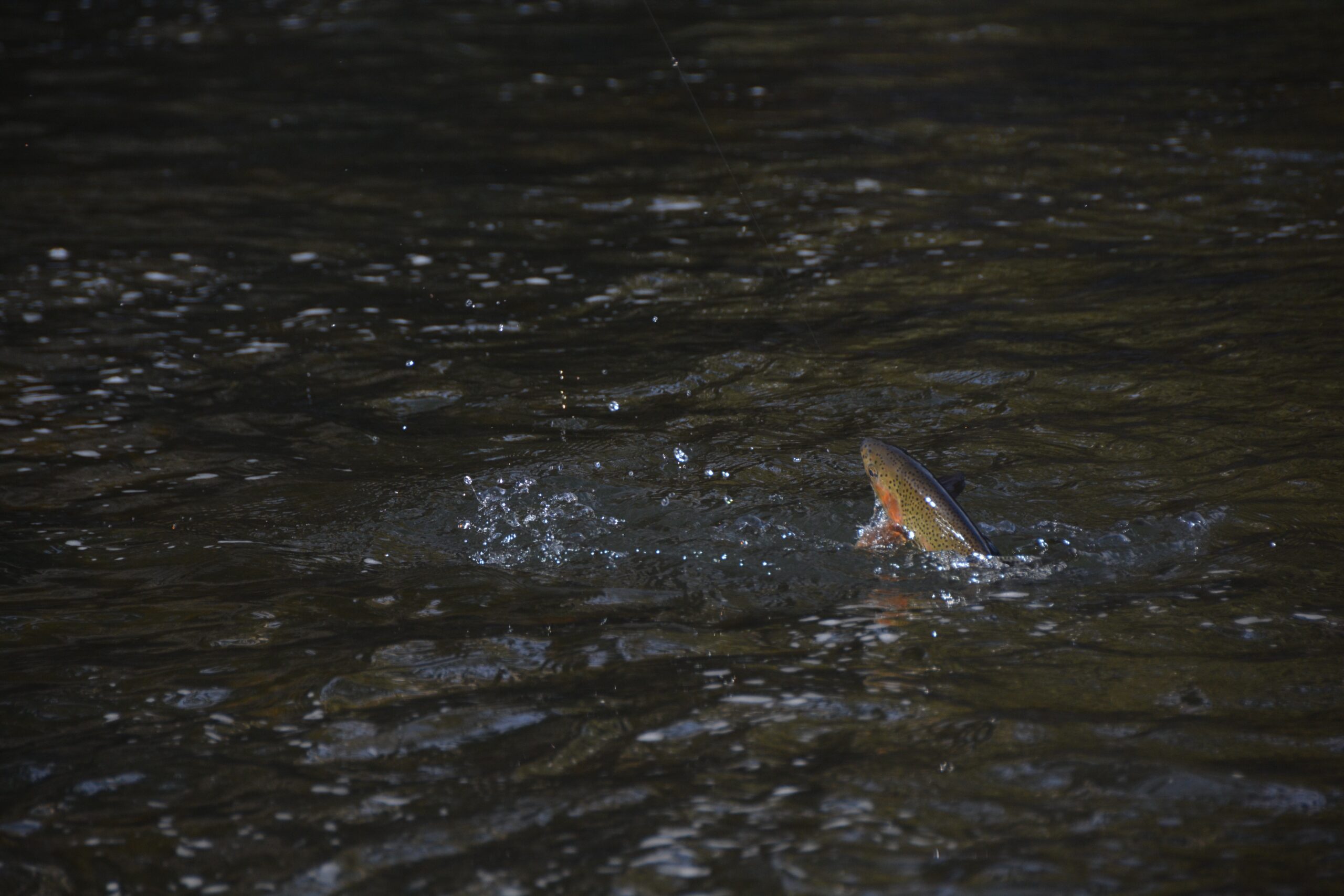 What Do Trout Eat Between Hatches? river view