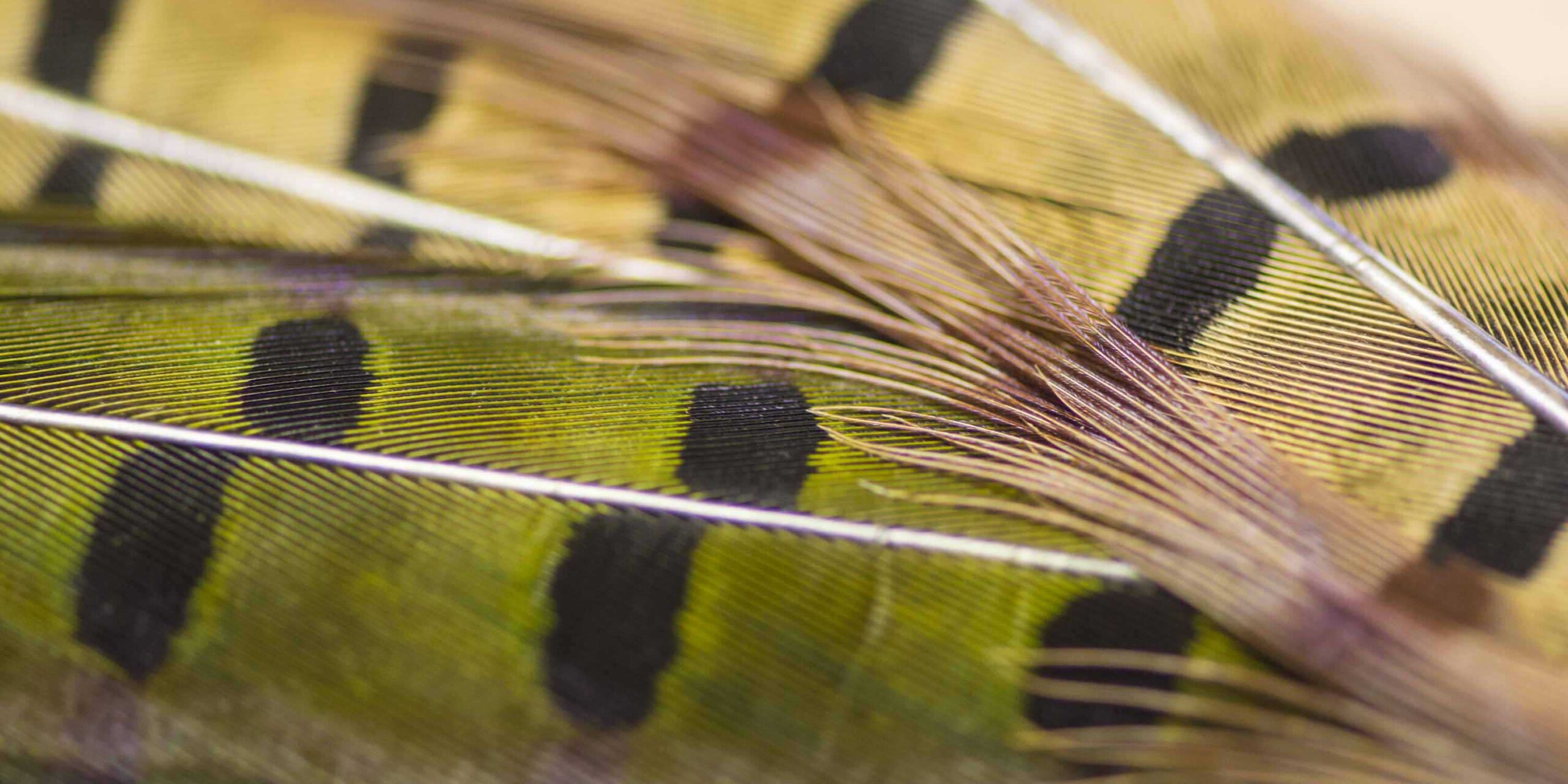 Why Two Flies With the Same Name Fish Differently river view