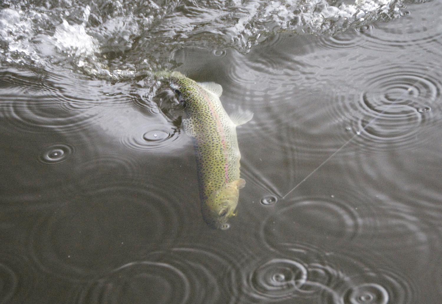 What Is That Rising Trout Actually Eating? river view