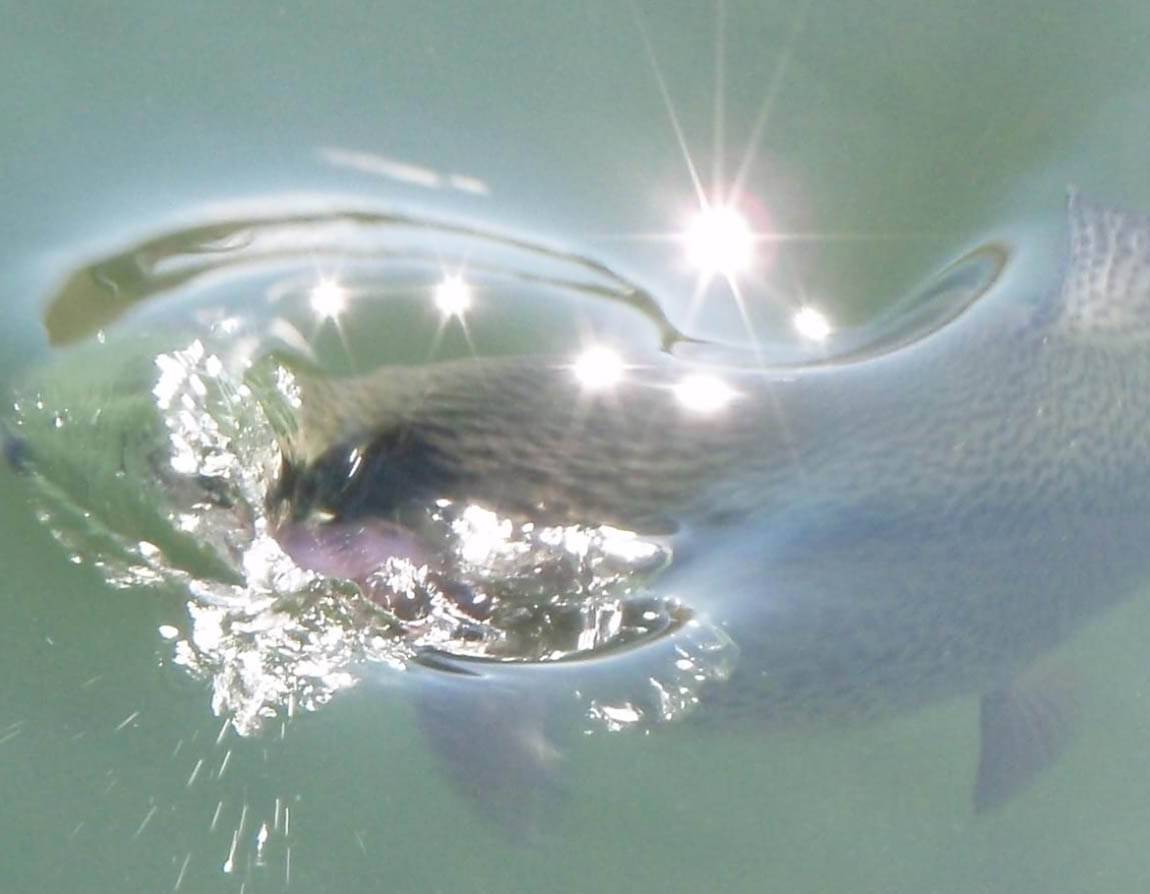 Why Good Dry Flies Still Drag river view