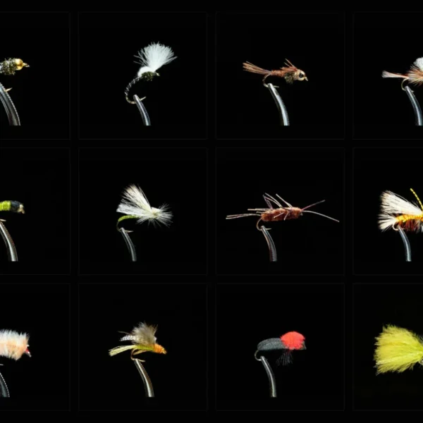 Entomology Assortment